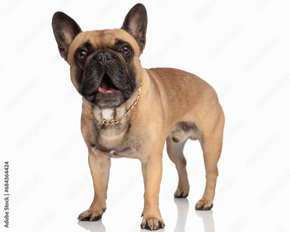 shocked french bulldog with golden collar looking forward and opening mouth
