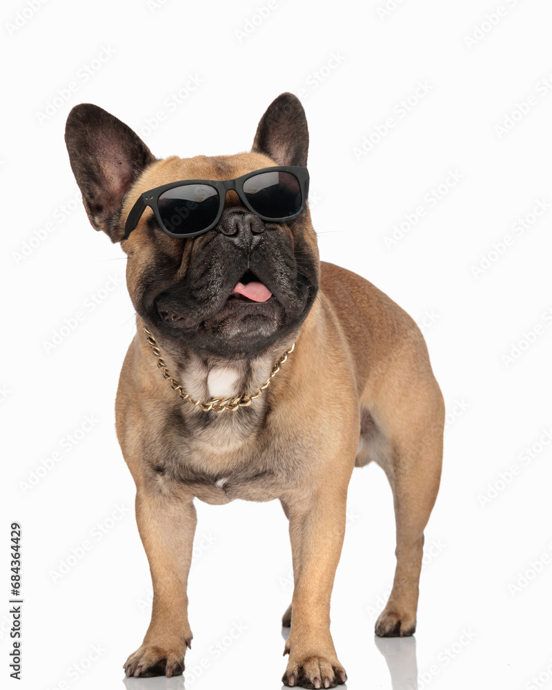 funny french bulldog pupp sticking out tongue and panting