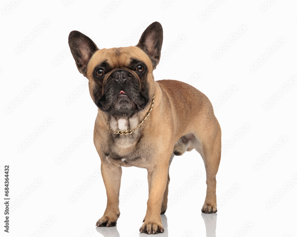 beautiful french bulldog puppy wearing golden collar and looking forward
