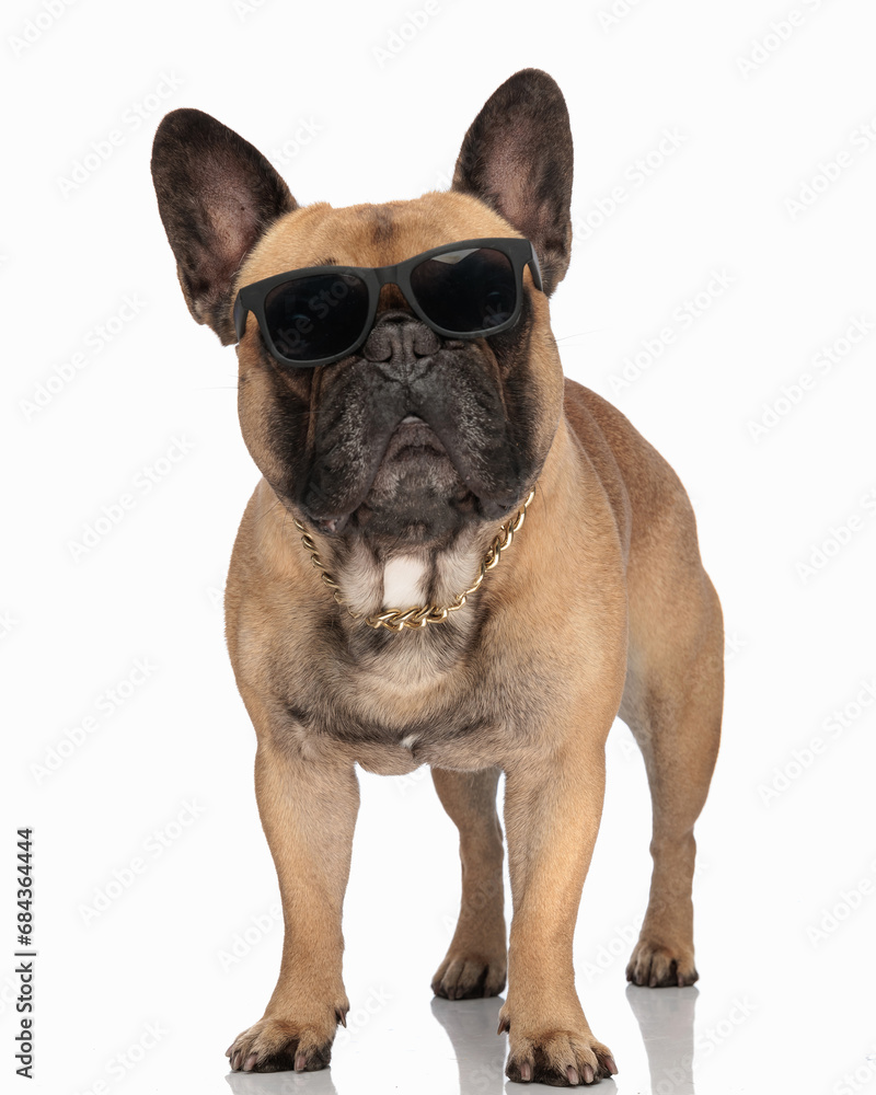 lovely french bulldog puppy with sunglasses looking forward and standing