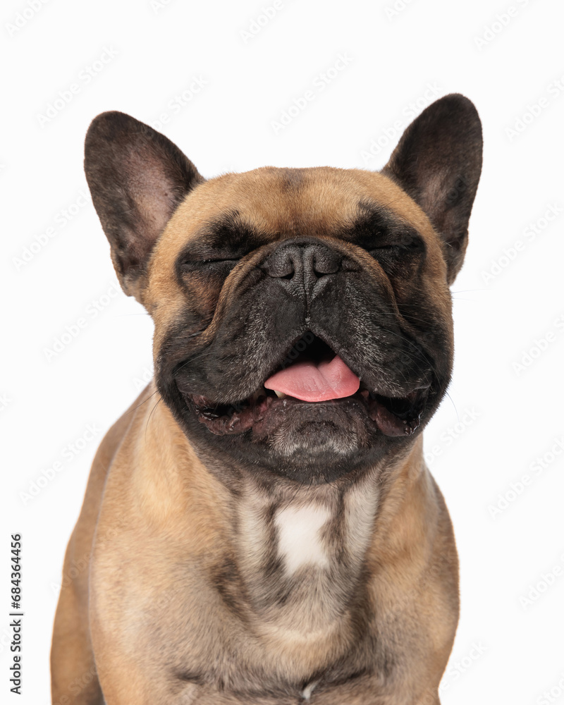 happy french bulldog puppy sticking out tongue, panting and smiling
