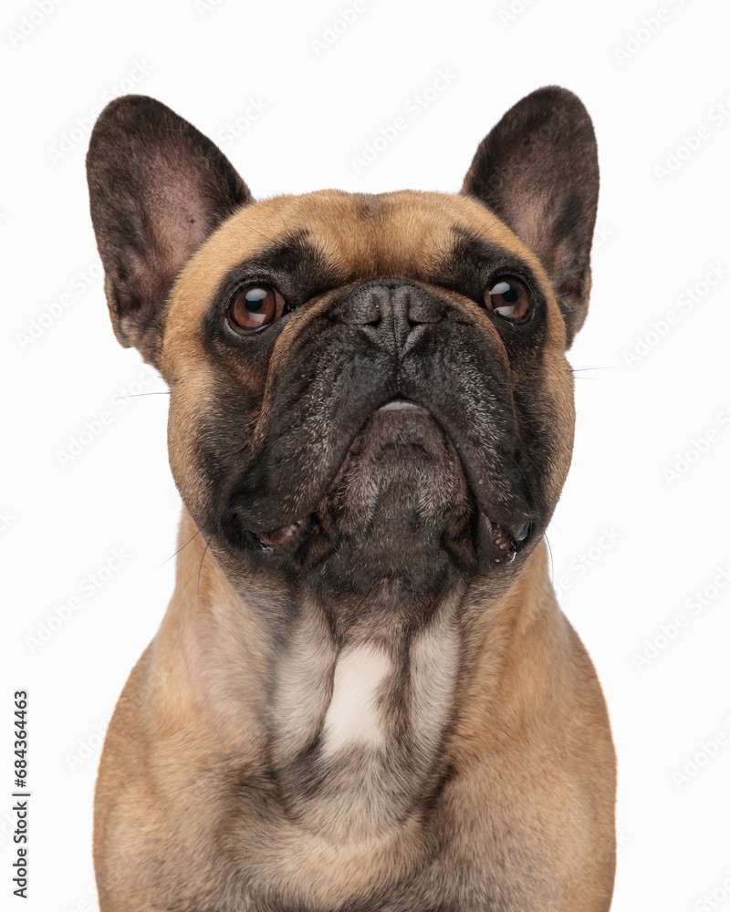 portrait of cute little french bulldog puppy looking forward and sitting