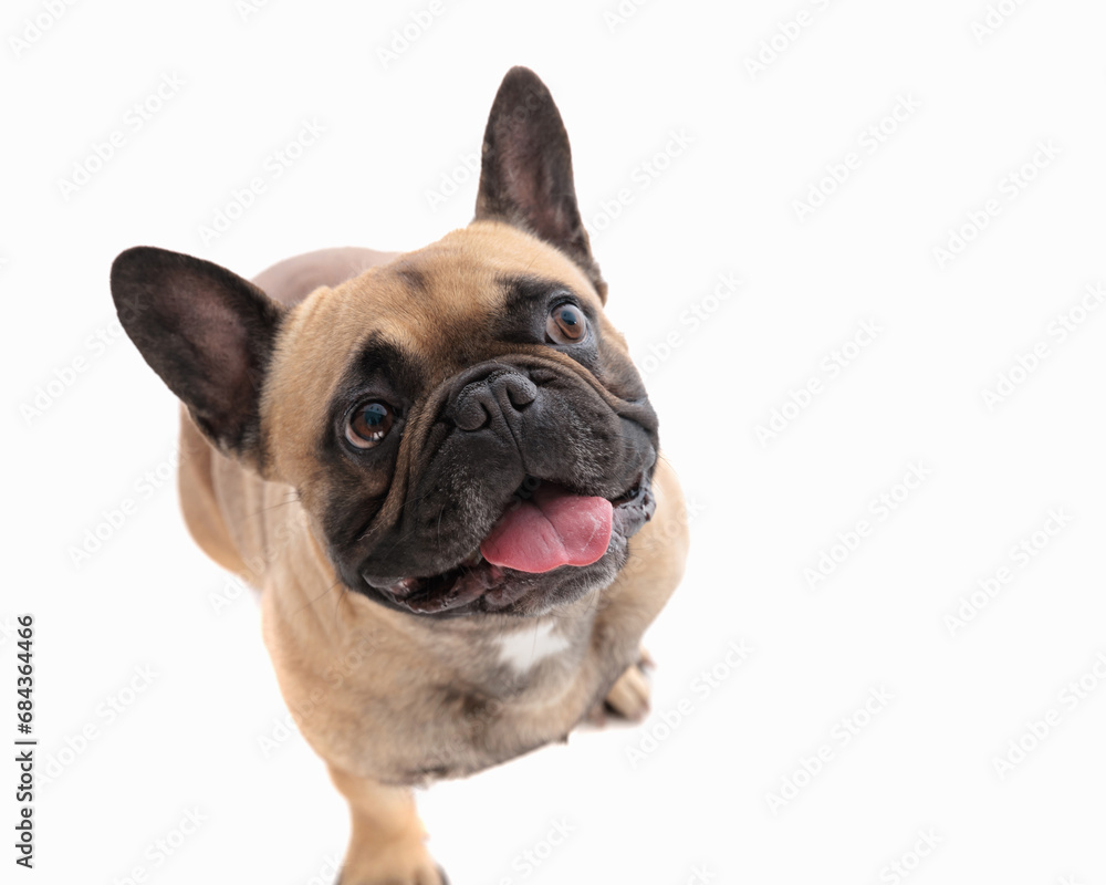 adorable french bulldog dog looking up, sticking out tongue and panting
