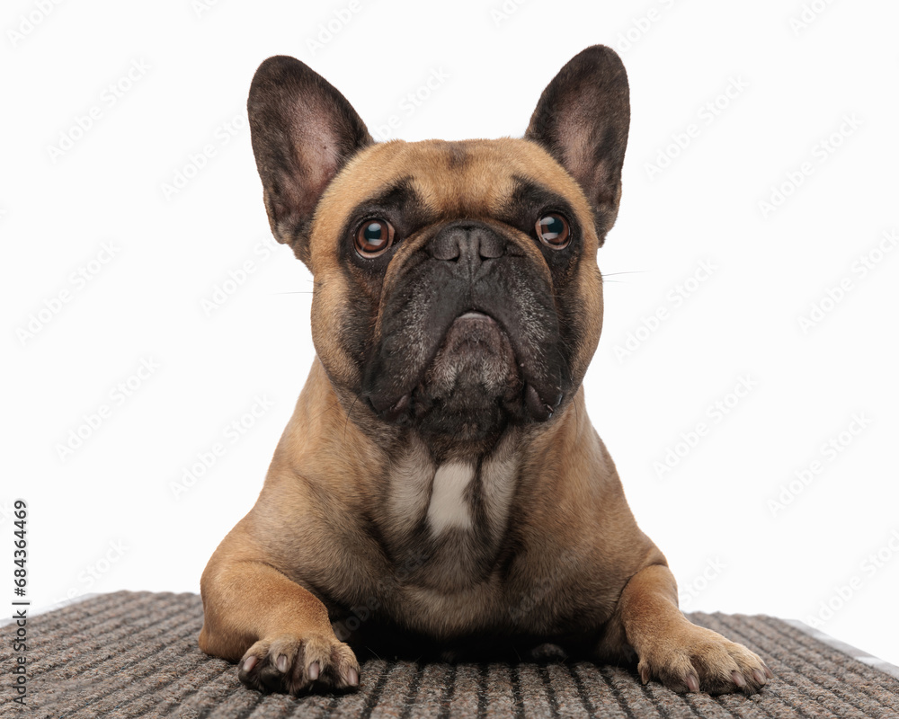portrait of beautiful french bulldog puppy laying down on carpet