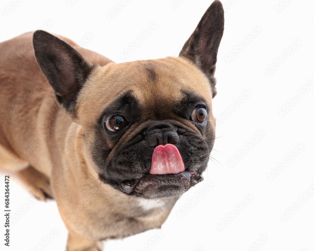 top view picture of greedy little french bulldog dog licking nose