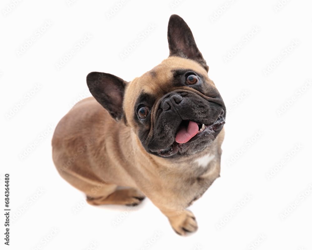 excited french bulldog puppy sticking out tongue, panting and looking up
