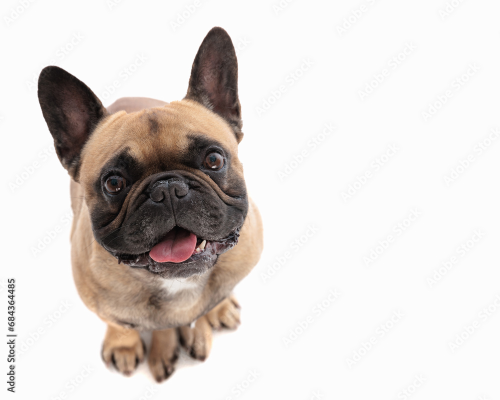 adorable french bulldog puppy looking up and panting with tongue out