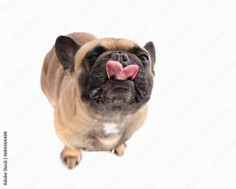 greedy little french bulldog puppy sticking out tongue and licking nose