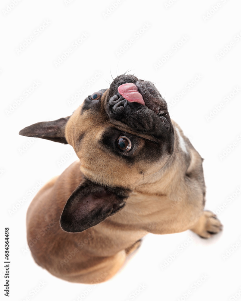 top view of curious french bulldog dog sticking out tongue and looking up