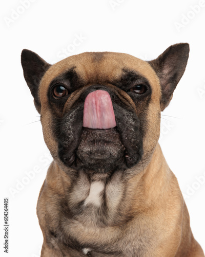 cute french bulldog puppy looking up, sticking out tongue and licking nose © Viorel Sima