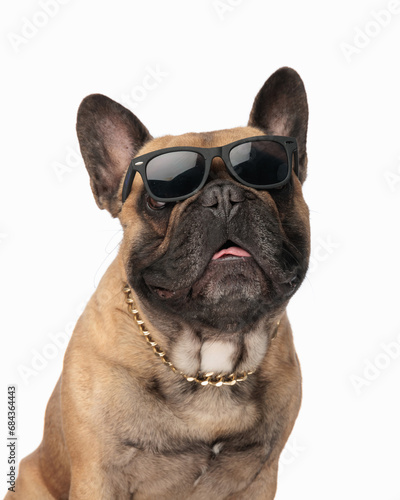 cool french bulldog puppy with sunglasses and golden collar panting © Viorel Sima