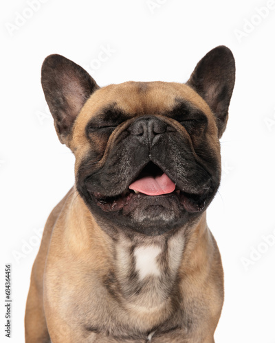 happy french bulldog puppy sticking out tongue  panting and smiling