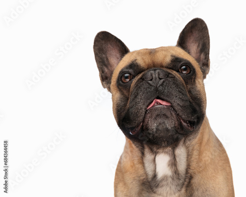 cute frenchie dog with tongue exposed panting and looking forward