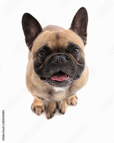 top view picture of happy french bulldog puppy sticking out tongue