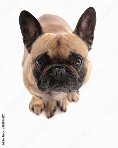 adorable french bulldog puppy looking up and begging for food © Viorel Sima