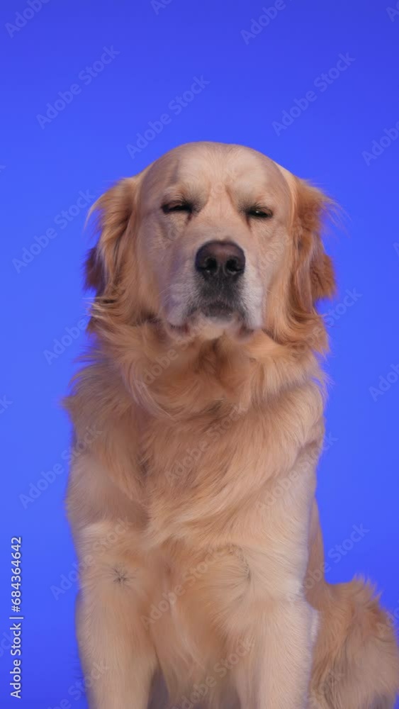 cute golden retriever dog looking to side and forward and sitting in front of purple background in studio cute golden retriever dog looking to side and forward and sitting in front of purple background in studio