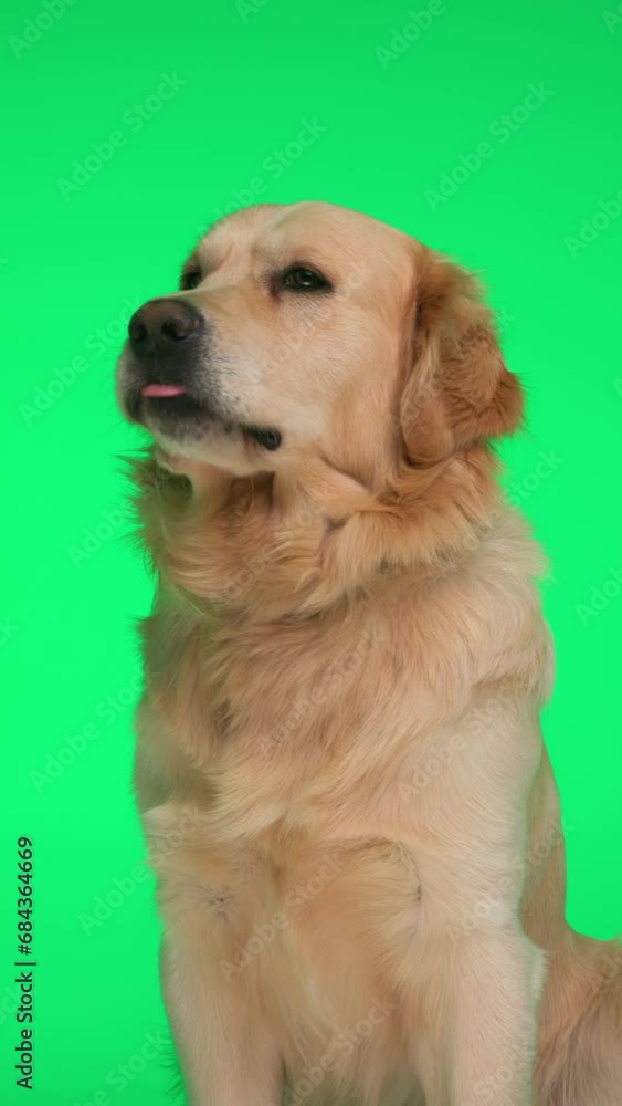 sweet little Labrador retriever puppy looking to side and licking nose while sitting in front of green background sweet little Labrador retriever puppy looking to side and licking nose while sitting in front of green background