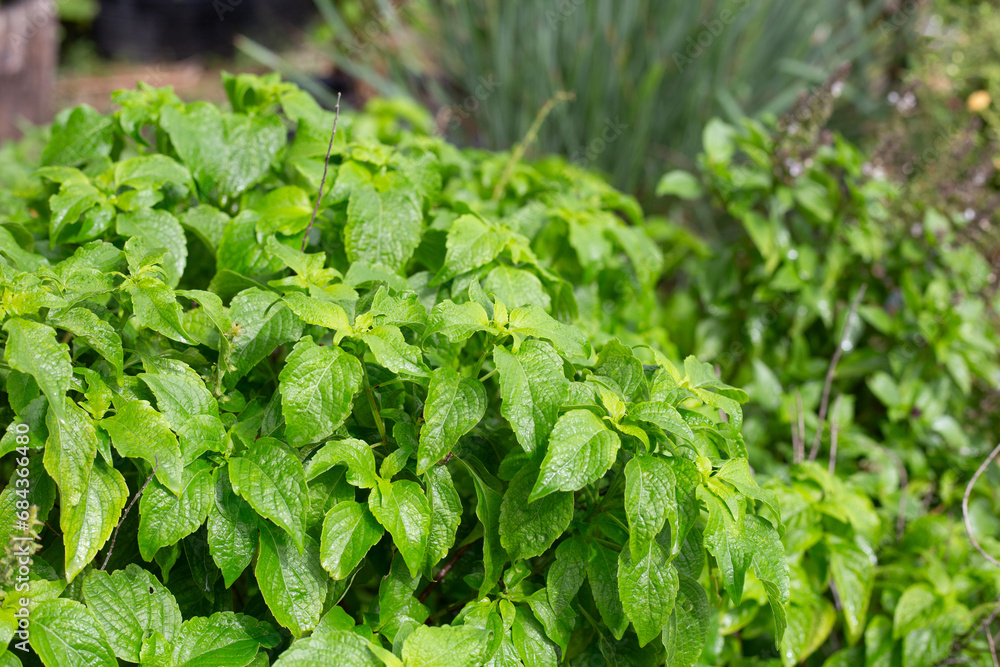 Tree basil in the herb garden Tree basil in the herb garden