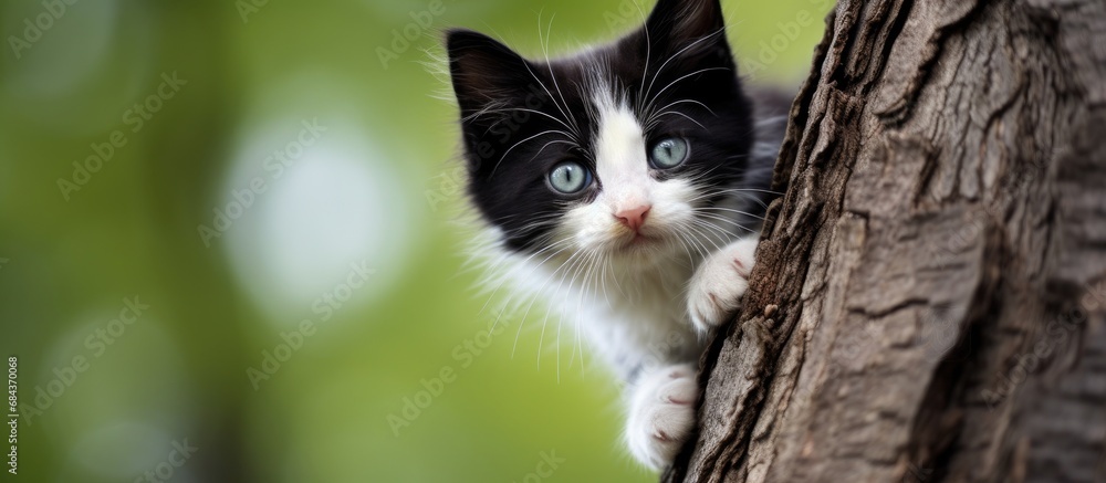 Black and white kitten climbed a tree. Black and white kitten climbed a tree.