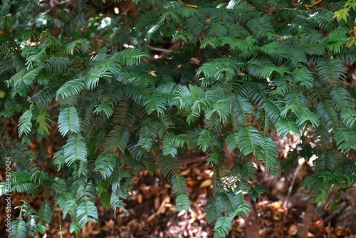 Japanese plum-yew ( Cephalotaxus harringtonia ) leaves. Taxaceae dioecious evergreen conifer shrub.
 photo