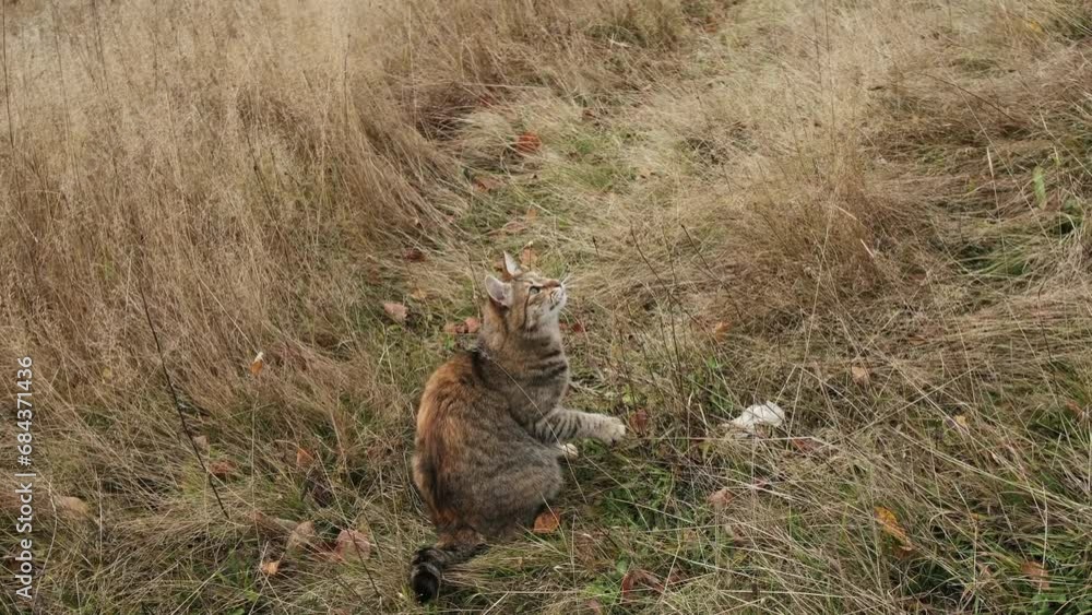 Close-up video of a street cat playing outdoors on green grass during the autumn season. A playful cat frolicking in a garden with mountains background. Close-up video of a street cat playing outdoors on green grass during the autumn season. A playful cat frolicking in a garden with mountains background.