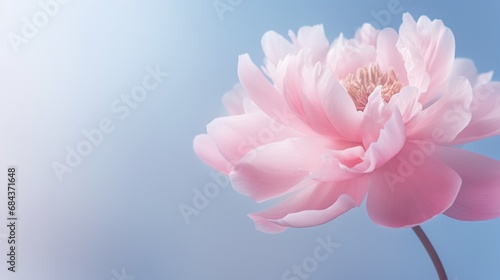 A close-up of a delicate pink peony with a soft gradient backdrop  suitable for text integration.