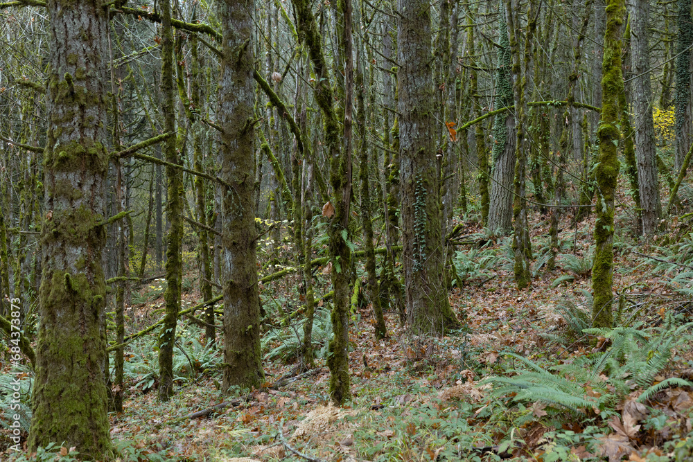 A forest thick with lichen covered trees, moss, and ferns, in Oregon.