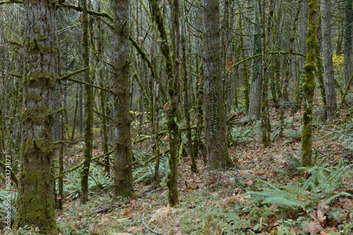 A forest thick with lichen covered trees  moss  and ferns  in Oregon.