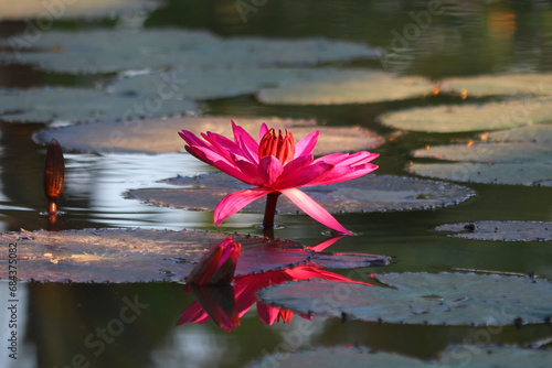 pink water lily in pond