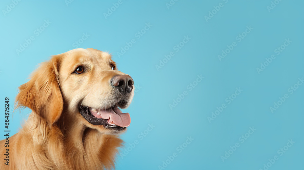Adorable golden retriever dog isolated on light blue background. Copyspace for text.