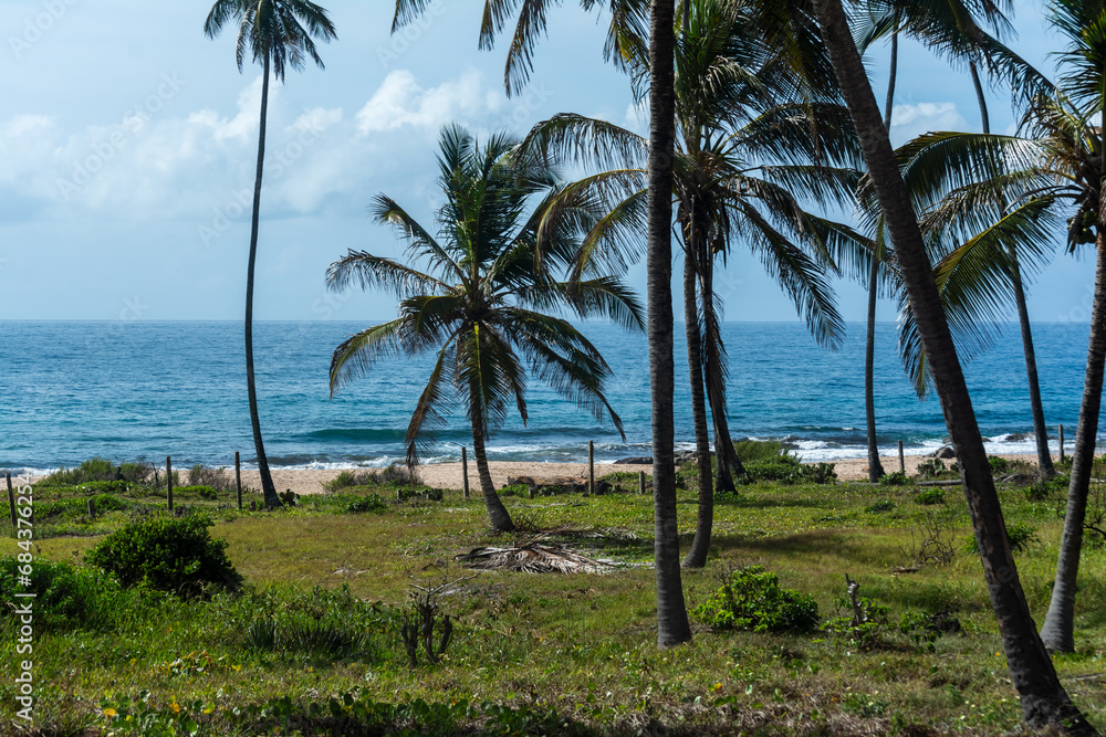 Several coconut trees against the sky and sea in the background.