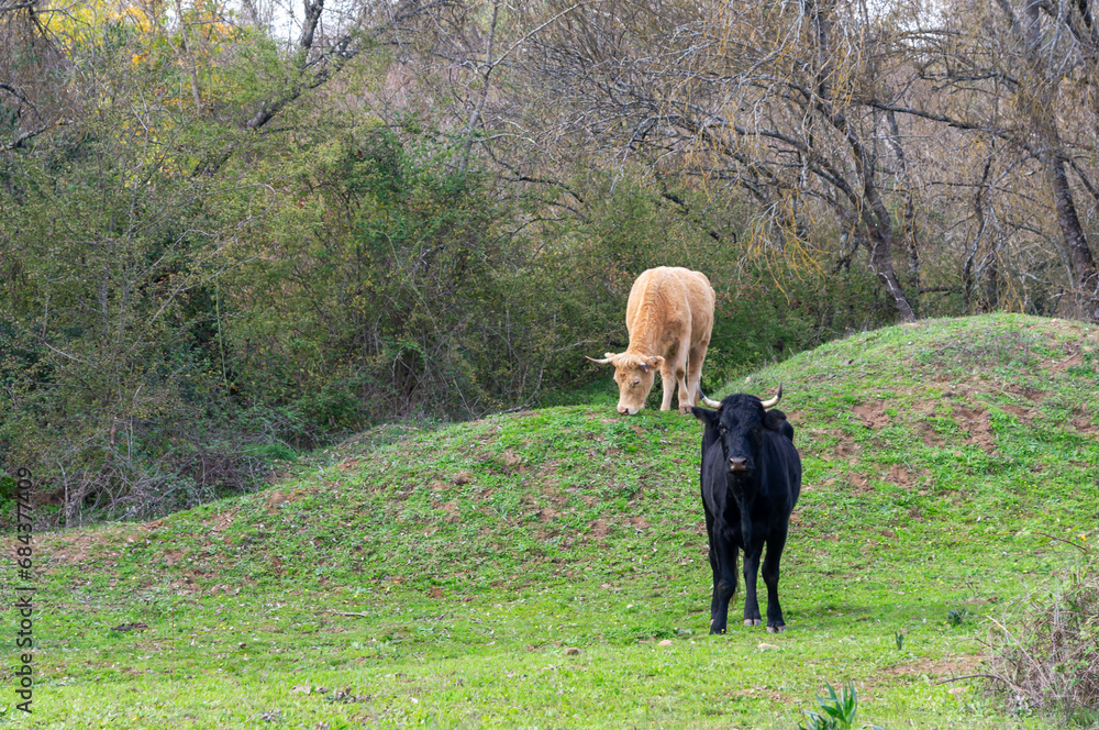 Bovine Harmony: Grazing and Observation in a Serene Photograph with Two Striking Cows. Bovine Harmony: Grazing and Observation in a Serene Photograph with Two Striking Cows.