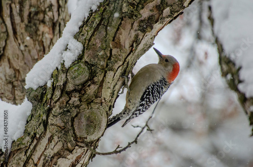 woodpecker on tree