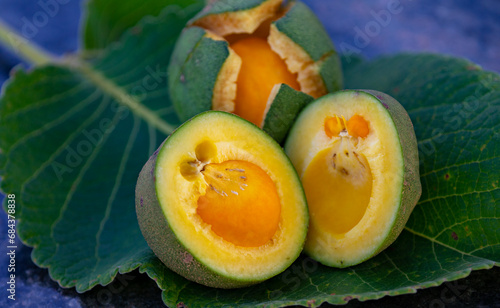 Typical ripe pequi fruit (caryocar brasiliense) in fine details and selective focus. Typical fruit of the Brazilian cerrado bioama.