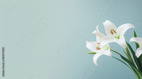 A pristine white lily with a soft gradient background, providing room for text overlay.