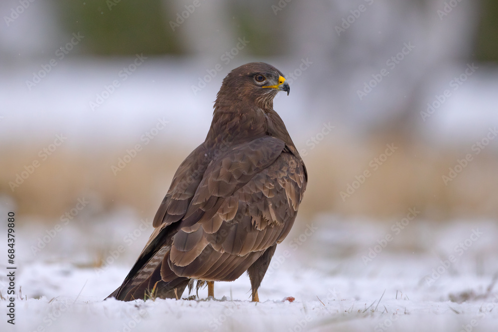 Fototapeta premium Myszołów zwyczajny (Buteo buteo)