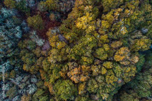 drone aerial view of a deciduous tree forest in autumn