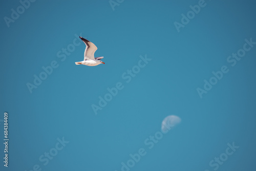 Seagull flying in a clear blue sky, with the moon in the background
