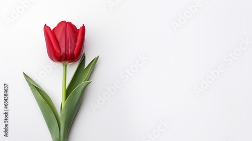 red tulip against a clean white backdrop, perfect for text placement to wish valentines day. #684384637