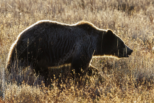Side profile of grizzly bear (Ursus arctos horribilis) 793 in Grand Teton National Park in October 2023 photo