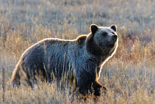 Side profile of grizzly bear (Ursus arctos horribilis) 793 in Grand Teton National Park in October 2023