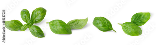 Basil leaves isolated on white, transparent background, PNG. Set, collection of different position basil green fresh leaves. Healthy eating, aromatic herb, food ingredient, spice for culinary photo