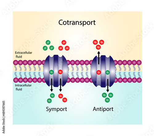 Cotransport. Membrane transporters of ions and molecules across cell membranes. Membrane Transport Systems. Types of cell membrane channels: Symporter and Antiporter. Vector Illustration.