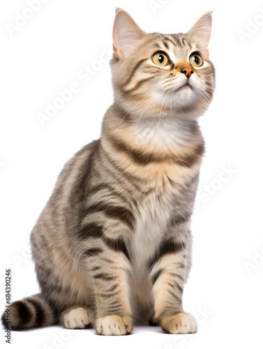 Manx Cat Studio Shot Isolated on Clear Background, Generative AI