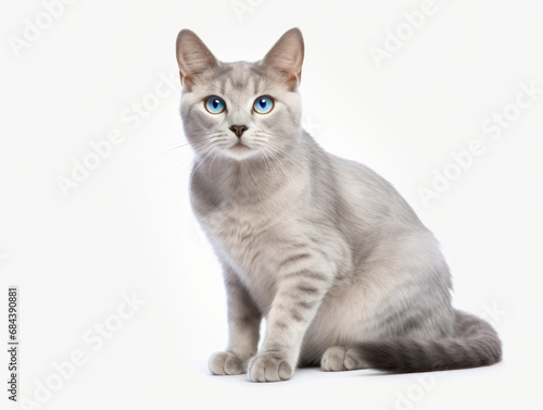Singapura Cat Studio Shot Isolated on Clear Background, Generative AI