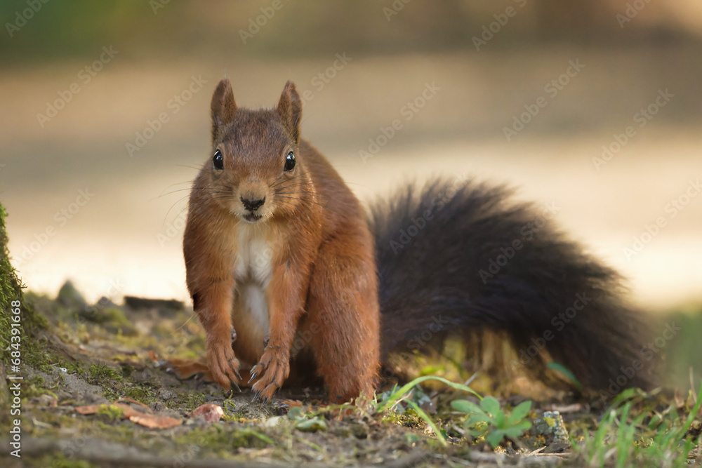 portrait of an anxious and questioning looking squirrel with its front legs hanging down in front of a blurred light brown background portrait of an anxious and questioning looking squirrel with its front legs hanging down in front of a blurred light brown background