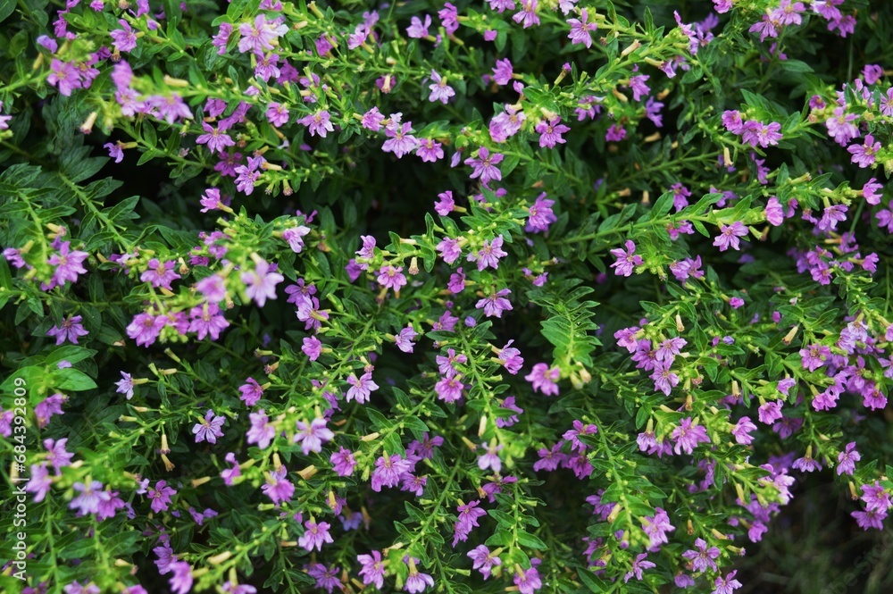 Fototapeta premium taiwan beauty flower