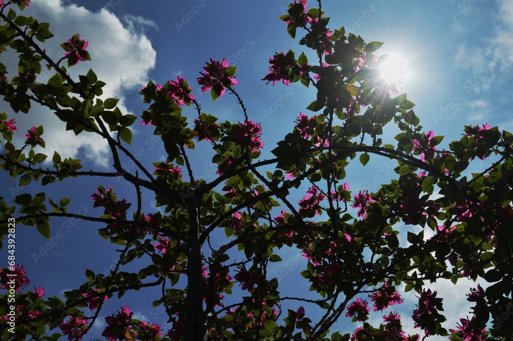 the frangipani flowers