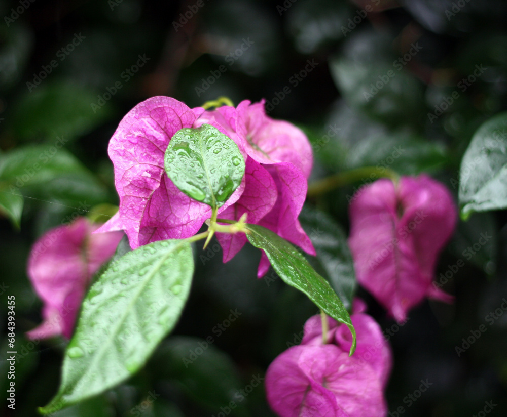Magenta bougainvillea branch with raindrops Magenta bougainvillea branch with raindrops