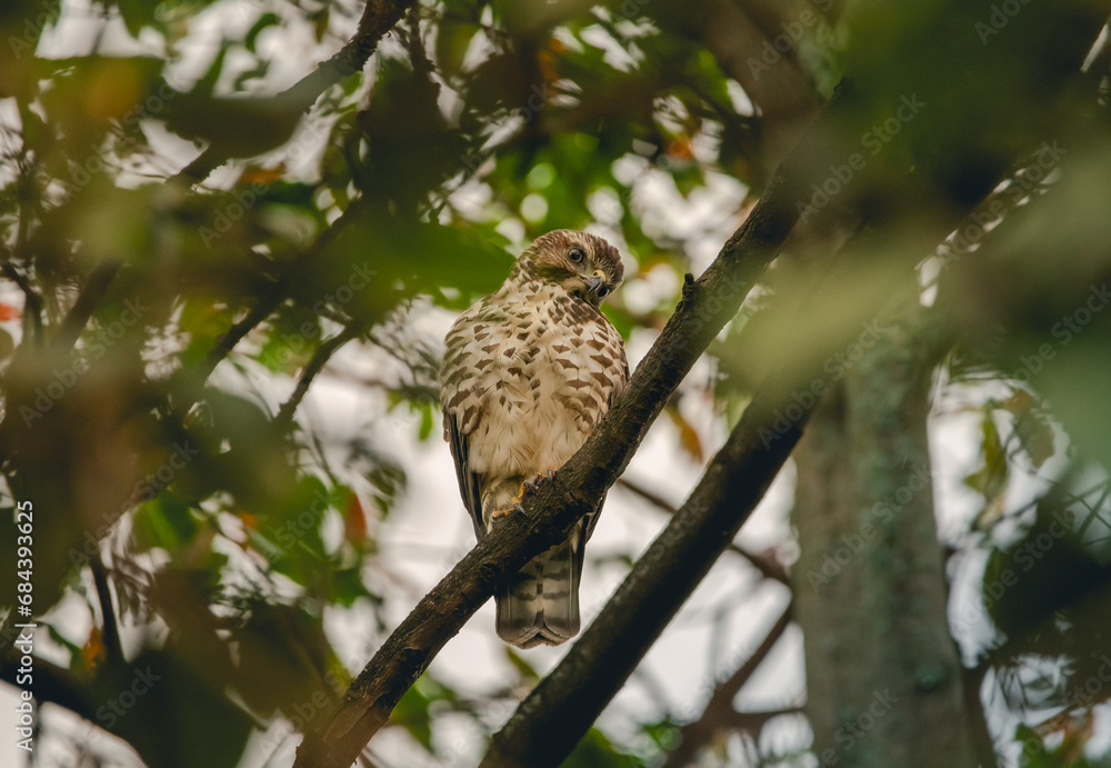 Breathtaking High-Resolution Image of a Broad-winged Hawk (Buteo platypterus), a Majestic Addition to Your Creative Collection Breathtaking High-Resolution Image of a Broad-winged Hawk (Buteo platypterus), a Majestic Addition to Your Creative Collection
